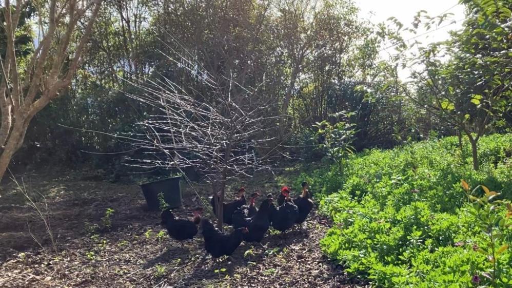 Vistalinda Farmhouse Faja dos Vimes 外观 照片